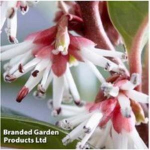 Sarcococca Winter Gem Evergreen Shrub - Fragrant Winter Flowering Bush | Wowcher