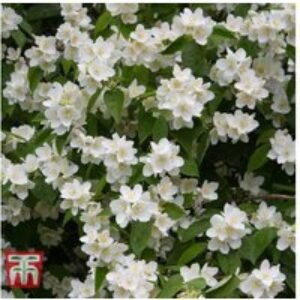 Philadelphus coronarius Shrub - Fragrant Blooms | Wowcher