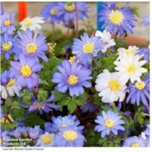 Summer Saver Flowering Bulb Mix - 110 or 220 Bulbs | Wowcher