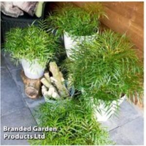 Mahonia 'Soft Caress' Evergreen Shrub | Wowcher