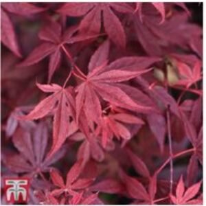 Acer Atropurpureum Japanese Maple Shrub - Striking Red Foliage