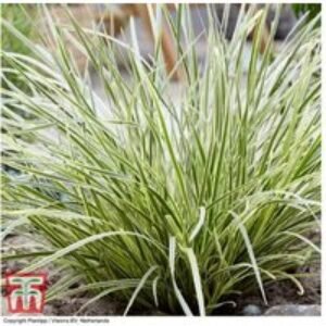 Lomandra 'White Sands' Hardy Evergreen Perennial - Up to 3 Plants | Wowcher