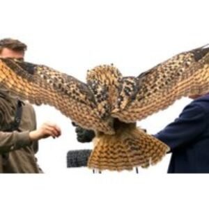 2-Hour Falconry & Animal Handling Experience - Mercer Falconry