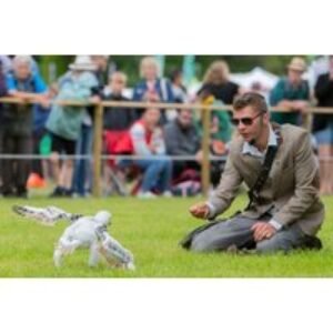 1 Hour Junior Falconry Experience at Mercer Falconry