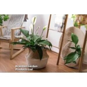Peace Lily (Spathiphyllum 'Sweet Silvio') - Air-Purifying Indoor Houseplant