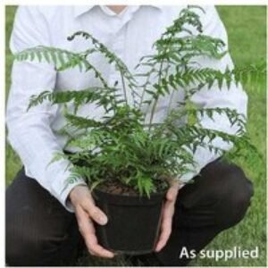 1 or 2 Tree Fern Plants in 2 Litre Pots | Wowcher