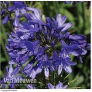 Agapanthus 'Ever Sapphire' - Repeat-Flowering Blue Lily