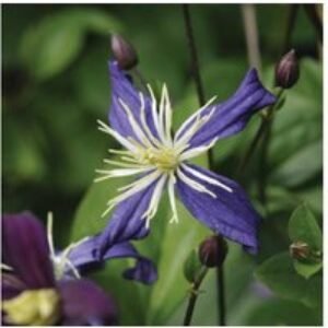 Clematis Aromatica Flowering Climber - Fragrant