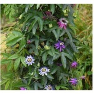 Exotic Passion Flower Collection - Hardy Evergreen Flowering Climbers (3 Varieties