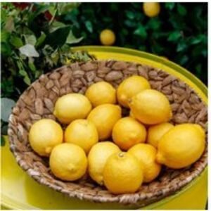 Mediterranean Citrus & Fig Tree Collection | Wowcher