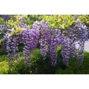 Wisteria sinensis 'Prolific' - up to 3 Scented Wisteria Plants - Cascading Blooms