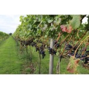 Afternoon Tea for 2 - Yorkshire Heart Vineyard - York | Wowcher