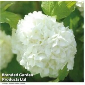 Viburnum Opulus Roseum Snowball Tree Flowering Shrub - 3.6L Pot