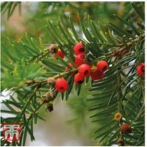 Yew Bare Root Hedging Plants - Evergreen Beauty | Wowcher