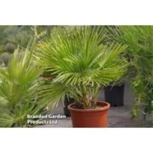 Dwarf Fan Palm Trees - Evergreen Patio Delight | Wowcher