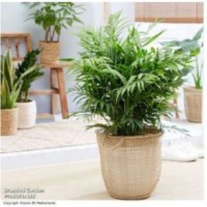 Large Parlour Palm (Chamaedorea elegans) Houseplant - Air-Purifying