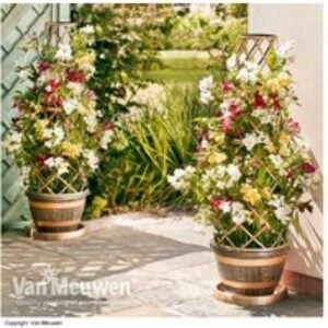 Wooden Barrel Effect Climbing Plant Tower Pot & Trellis - 1.24m Tall | Wowcher