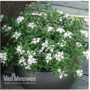 Daphne 'Eternal Fragrance' Evergreen Flowering Shrub - 2 or 3 Potted Plants | Wowcher