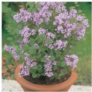 Dwarf Scented Patio Lilac Shrub - Hardy Flowering Compact Plants | Wowcher