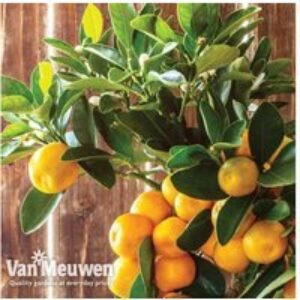 Citrus Orange Tree - Evergreen Hardy Patio Fruit Tree (3L Pot) | Wowcher
