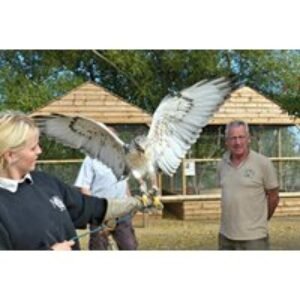 Live Birds of Prey Experience @ Wild Wings - Family Options | Wowcher