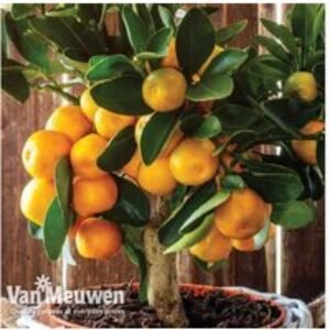 Citrus Orange Tree - Evergreen Patio Fruit Plant