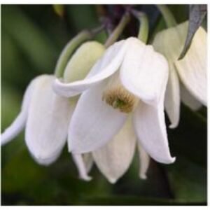 Clematis 'Winter Beauty' Evergreen Flowering Climber - 2L Pot | Wowcher