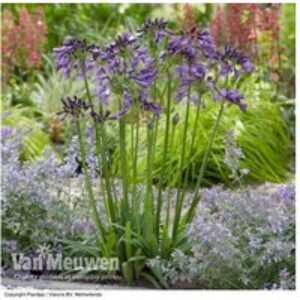 Agapanthus 'Poppin' Purple' Hardy Perennial Flowering Plants 60cm | Wowcher