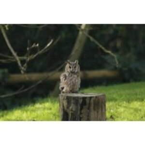 2-Hour Owl Encounter Experience for up to 4 People at Hawksflight Falconry