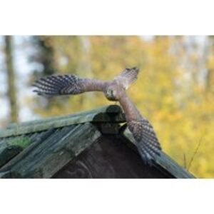 2-Hour Owl Encounter Experience at Hawksflight Falconry