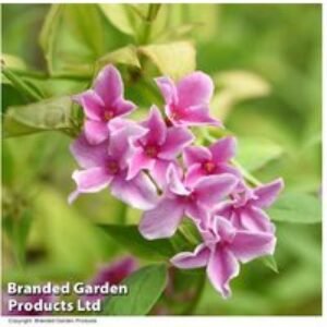 Pink Jasmine 'Starry Summer' - Flowering Climber | Wowcher
