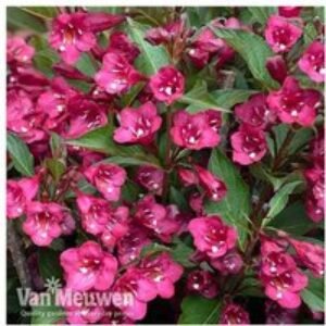 Weigela Towers of Flowers Cherry Flowering Shrub - Compact