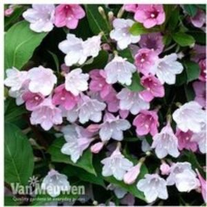 Weigela 'Towers of Flowers' Shrub Collection | Wowcher
