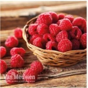 Raspberry Autumn Bliss - Compact Fruiting Shrub