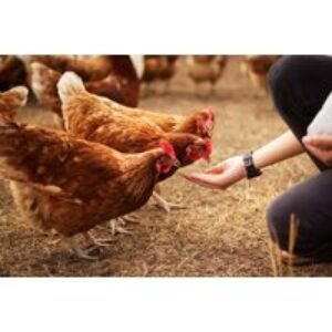 Full Day Farm Entry & Animal Feed for Two - Willow Tree Family Farm