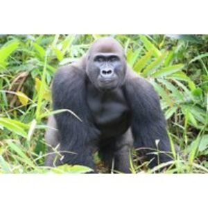 Digital Animal Adoption & Wild Animal Park Entry for 2 or 4 - Howletts Wild Animal Park