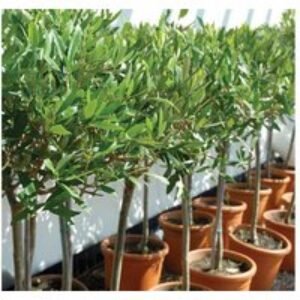 Evergreen Olive Standard Trees Pair - Hardy Mediterranean Patio Trees