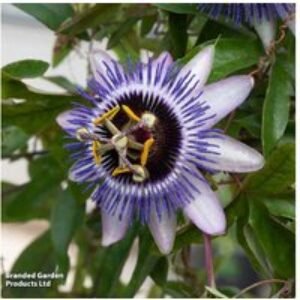 Passiflora 'Damsel's Delight' Climbing Plant | Wowcher