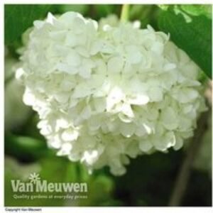 Viburnum Opulus 'Roseum' Flowering Shrub - Snowball Tree