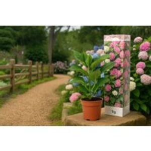 Hydrangea macrophylla Mix - Colourful Flowering Shrub Set (25-40cm