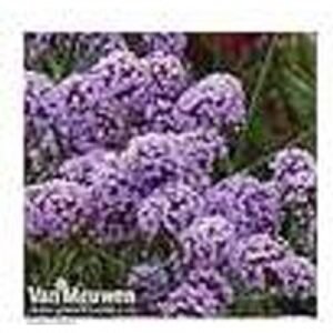 Verbena bonariensis 'Buenos Aires' Tall Flowering Perennial - Pollinator Magnet (1 or 3 Pack) | Wowcher