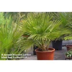 Dwarf Fan Palm Tree - Hardy Evergreen Patio Plant