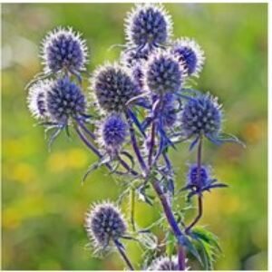 Eryngium Planum Perennial - Up to 6 Steel-Blue Flowering Plants | Wowcher