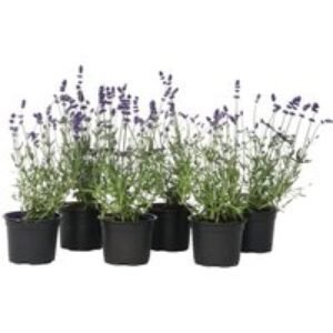 English Lavender Plants - Set of 6 Fragrant Perennial Shrubs
