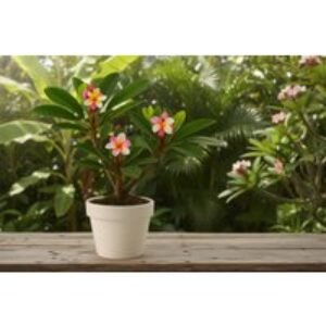 Frangipani (Plumeria rubra) Flowering Tropical Shrub - 45-55cm in 17cm Pot | Wowcher
