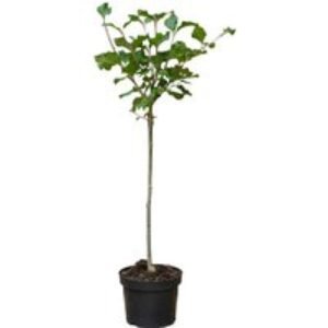 Syringa 'Palibin' Standard Lilac Tree - Fragrant Flowering Patio Plant (1 or 2 Trees