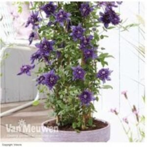 Clematis 'Kokonoe' Flowering Perennial Vine - Double Violet Blooms