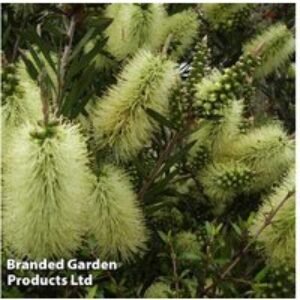Yellow Callistemon Honey Pot Evergreen Shrub - Compact