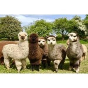 60 Min Alpaca & Shetland Ponies Meet & Greet Experience - All Ages