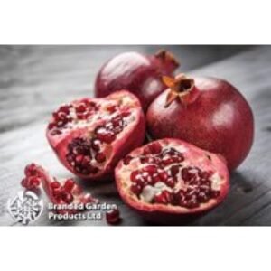 Pomegranate Mini Standard Tree - Hardy